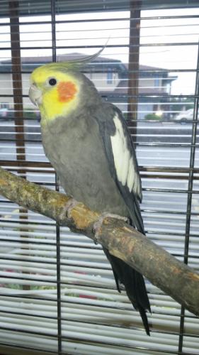 parakeet